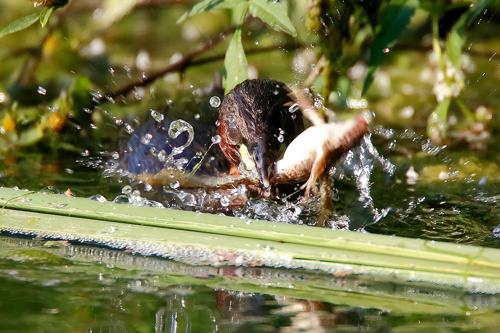 Il terribile tuffetto